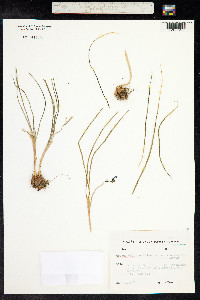 Crocus biflorus image