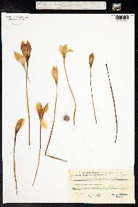 Crocus banaticus image