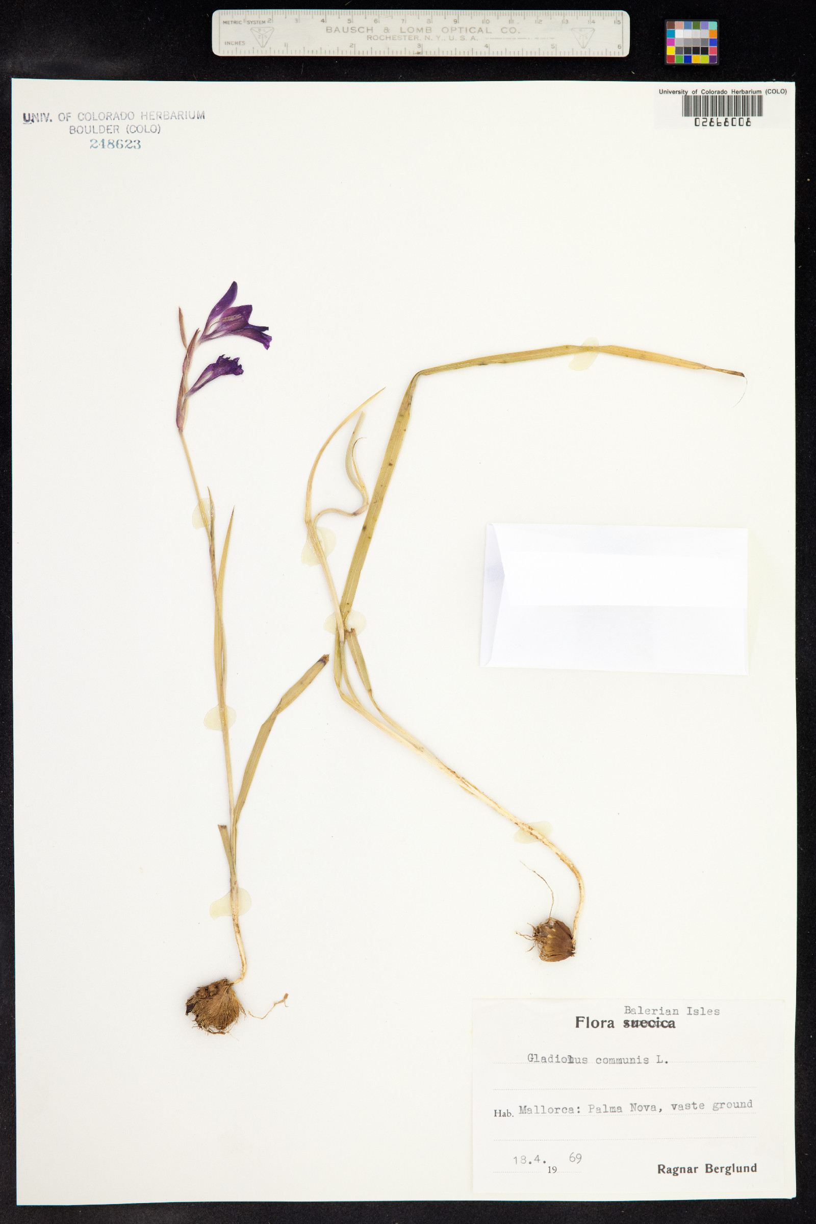 Gladiolus communis image