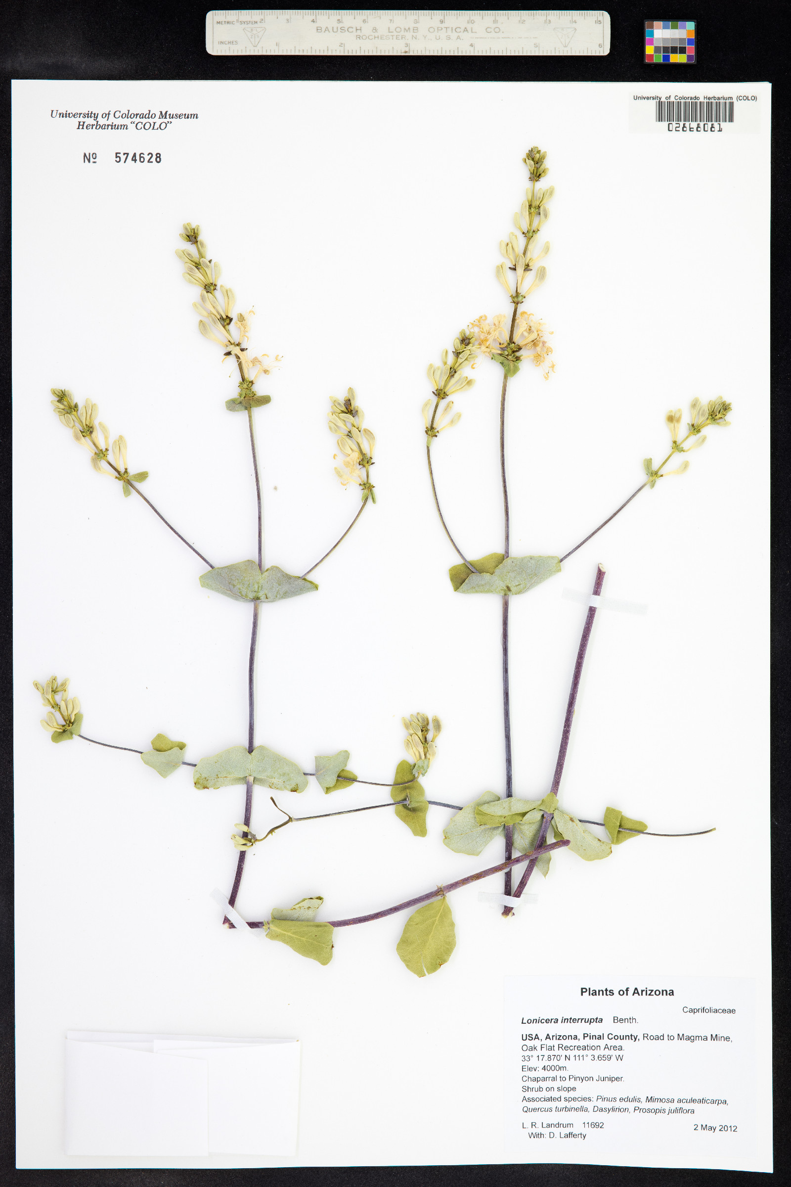 Lonicera interrupta image