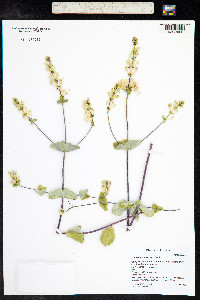 Lonicera interrupta image