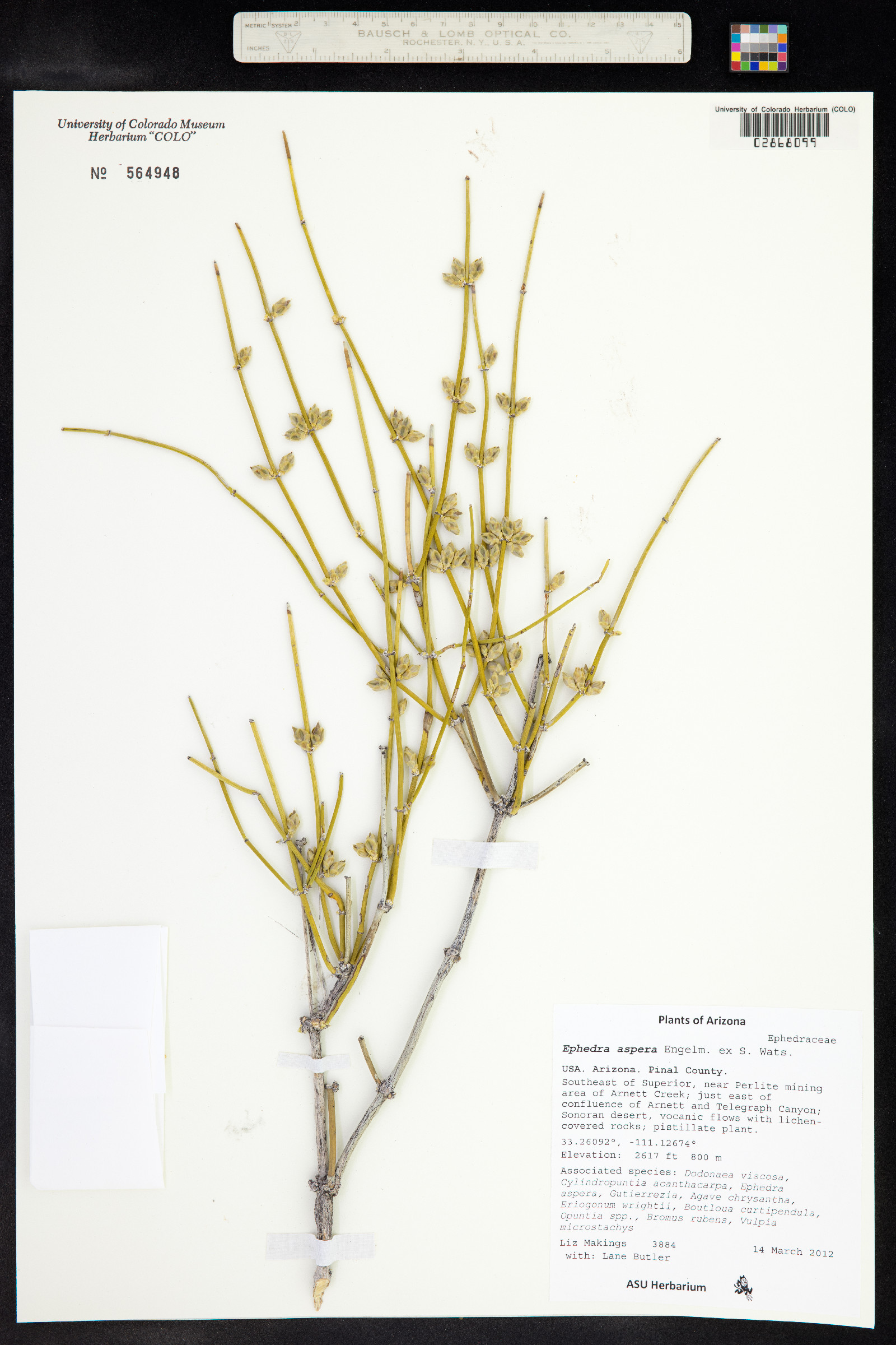 Ephedra aspera image