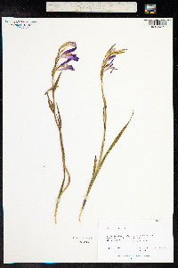 Gladiolus italicus image