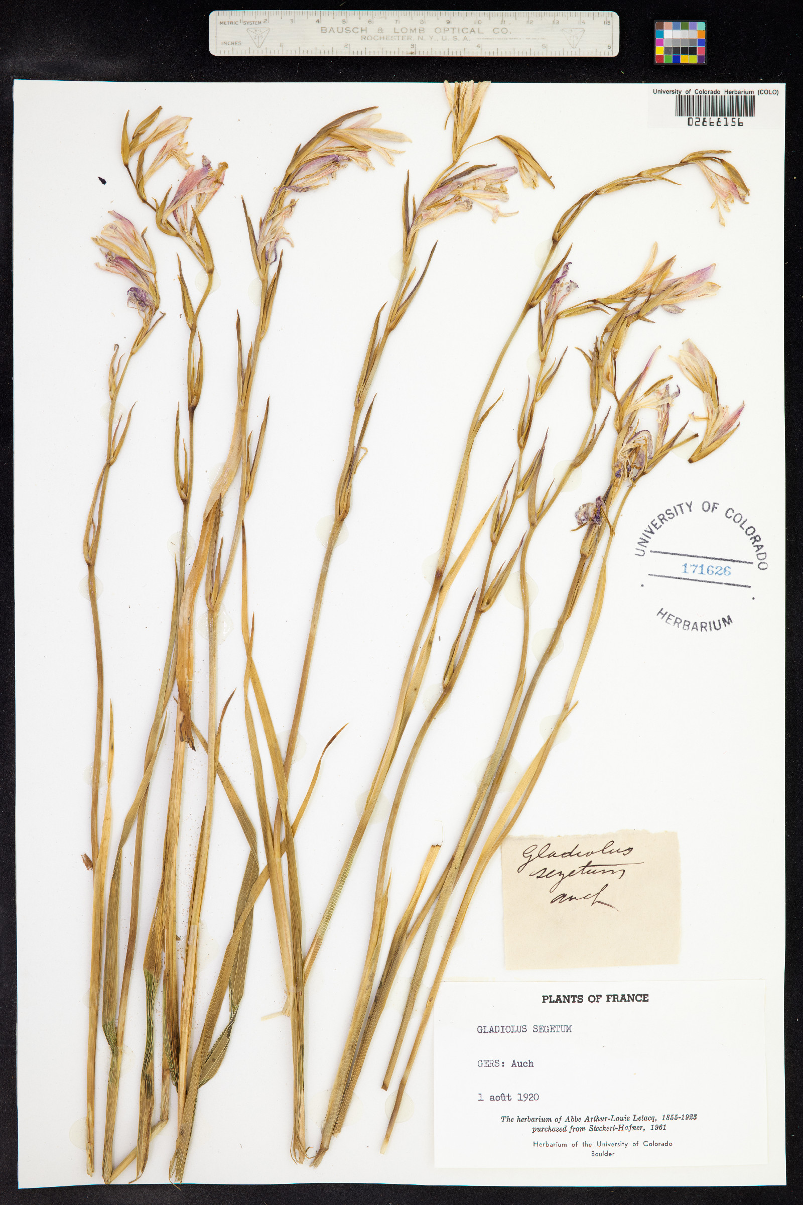 Gladiolus image