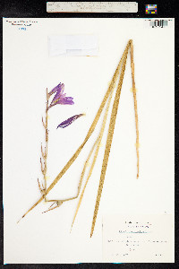 Gladiolus italicus image