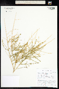 Ambrosia salsola image