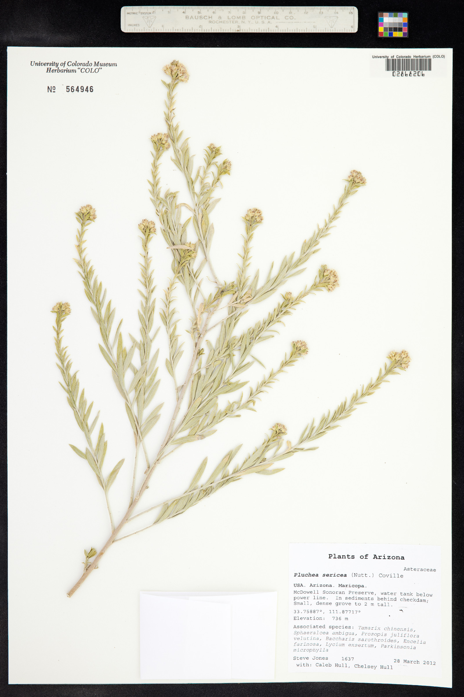 Pluchea sericea image