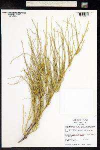Ephedra viridis image