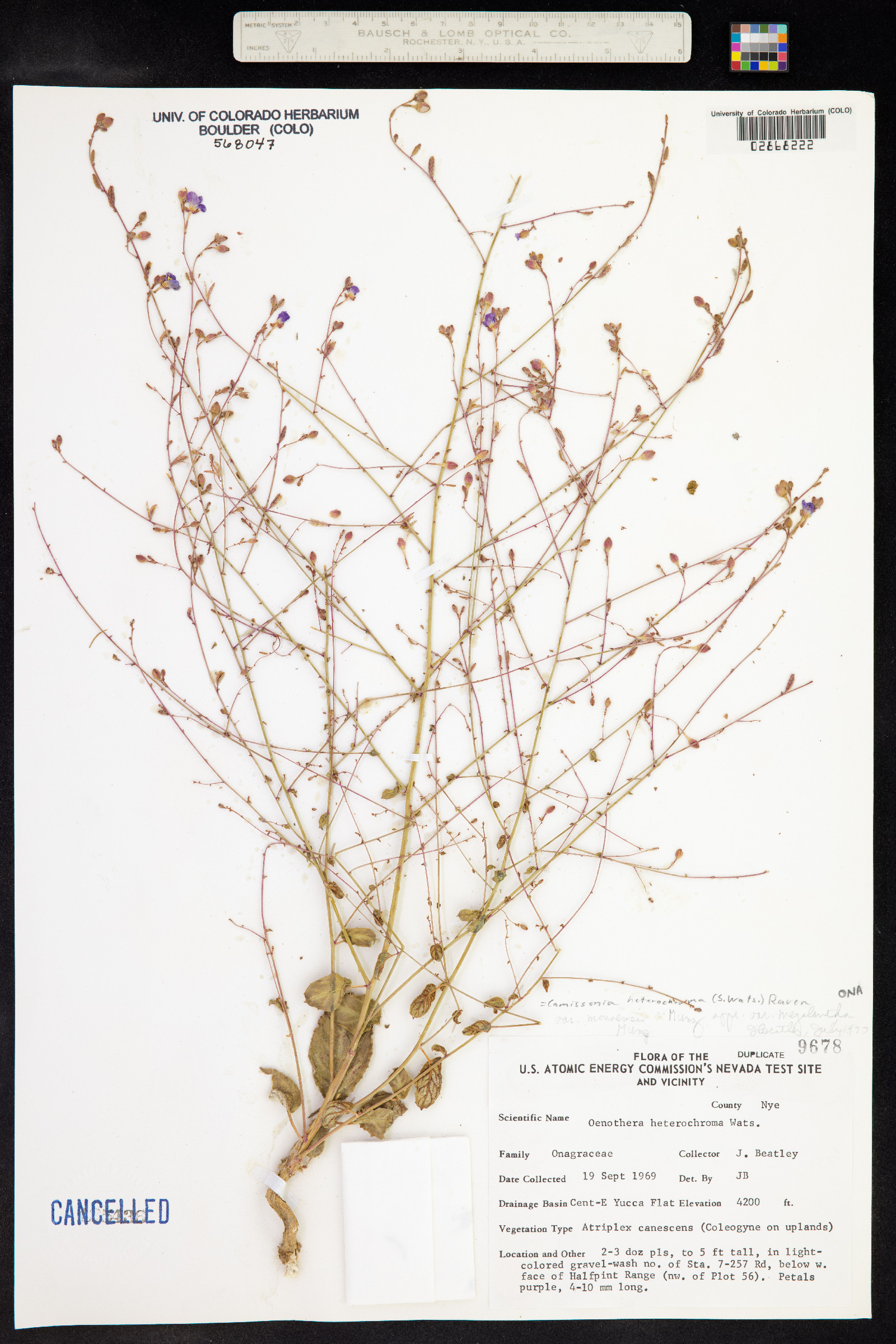 Chylismia heterochroma image