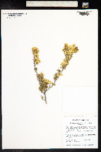 Purshia mexicana image