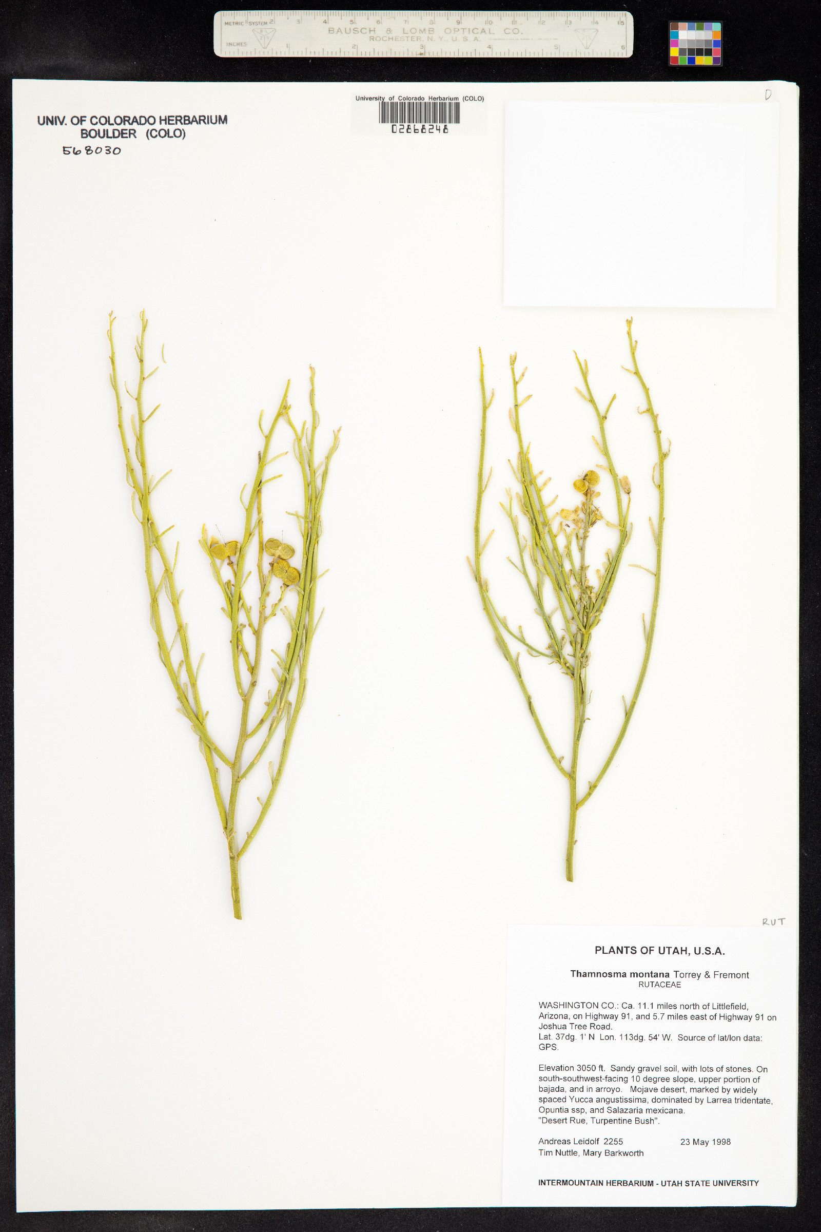 Thamnosma montana image