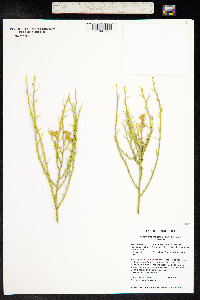 Thamnosma montana image