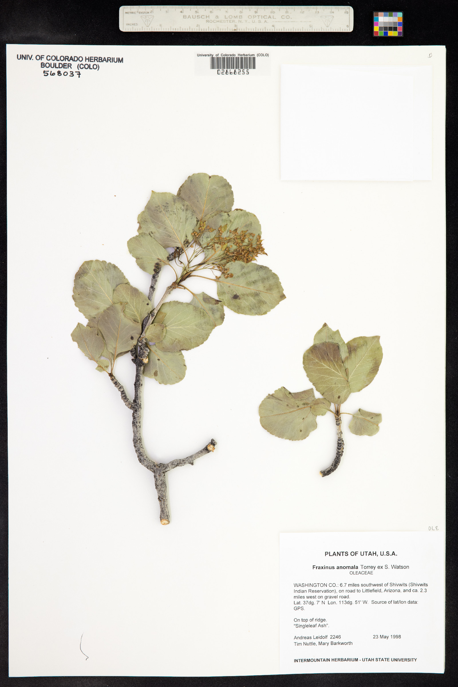 Fraxinus anomala image