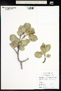 Fraxinus anomala image