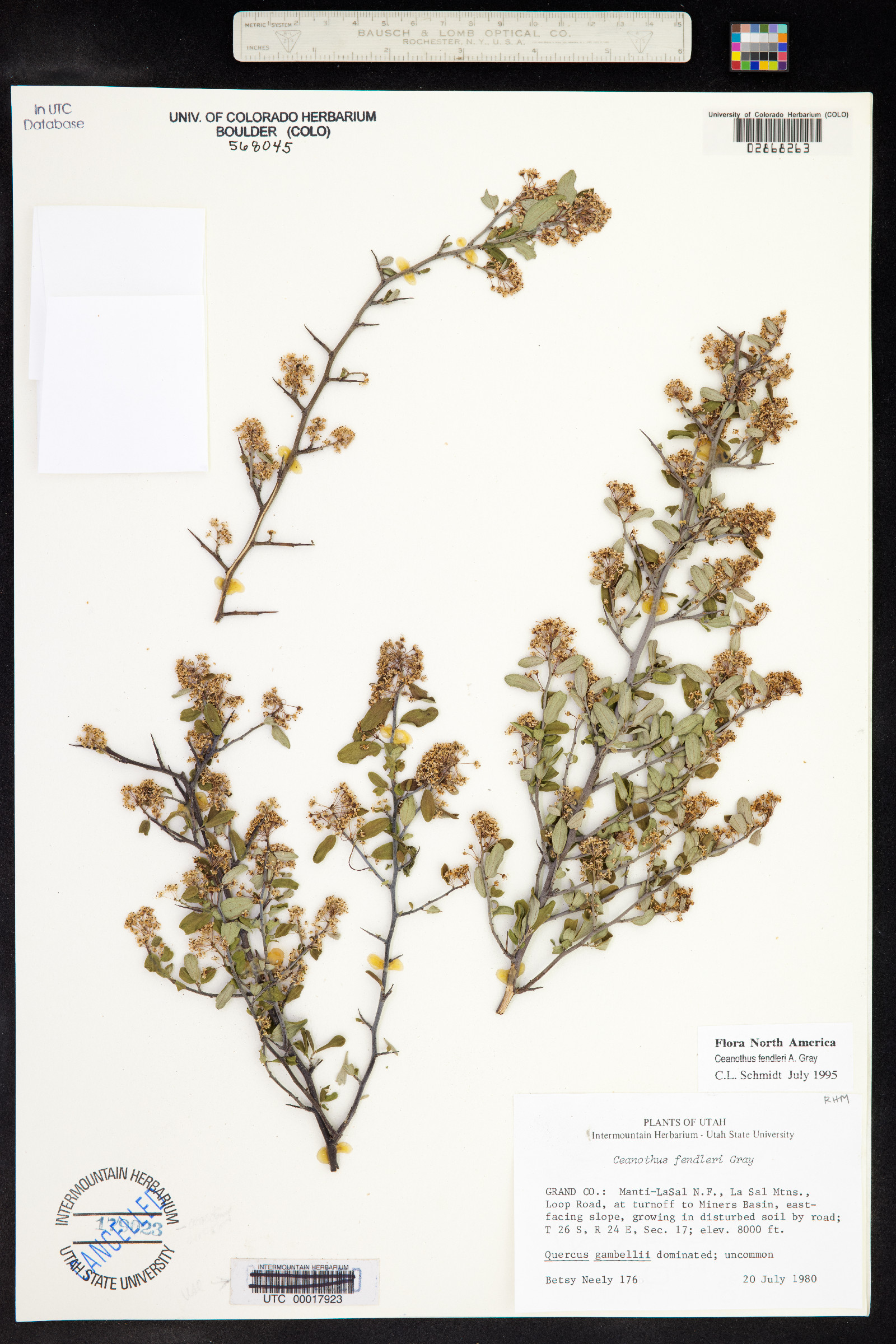 Ceanothus fendleri image