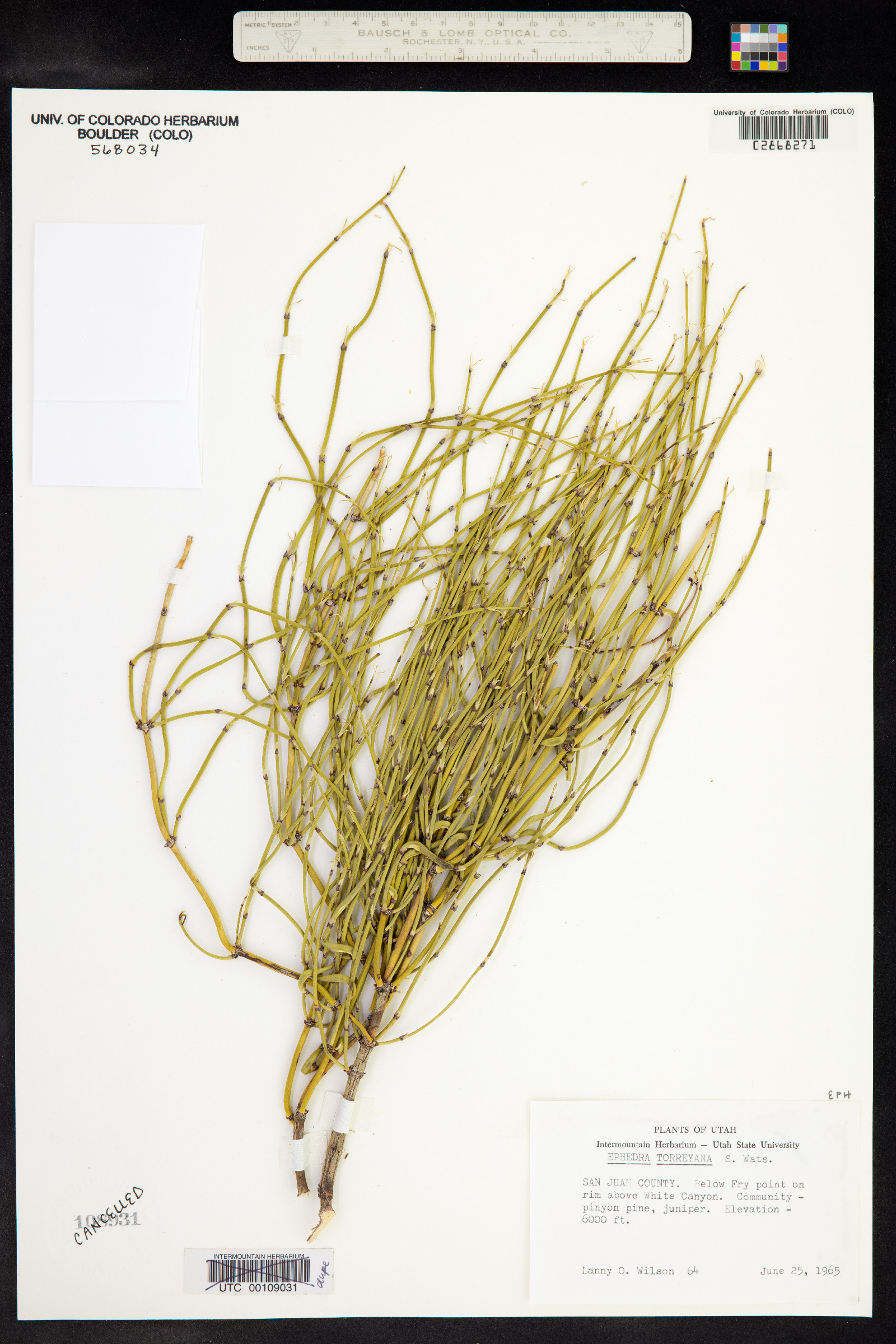 Ephedra torreyana image