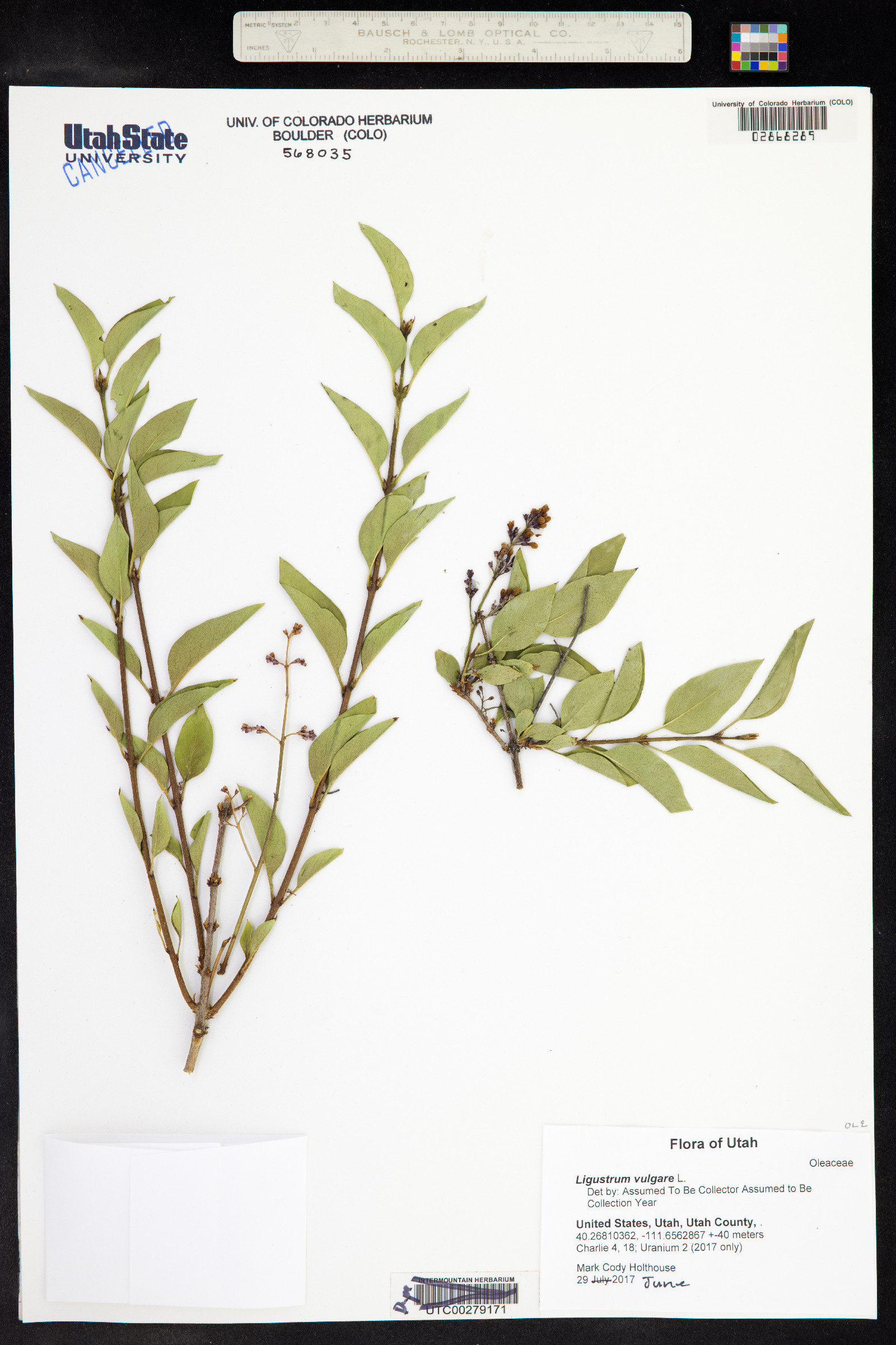 Ligustrum vulgare image