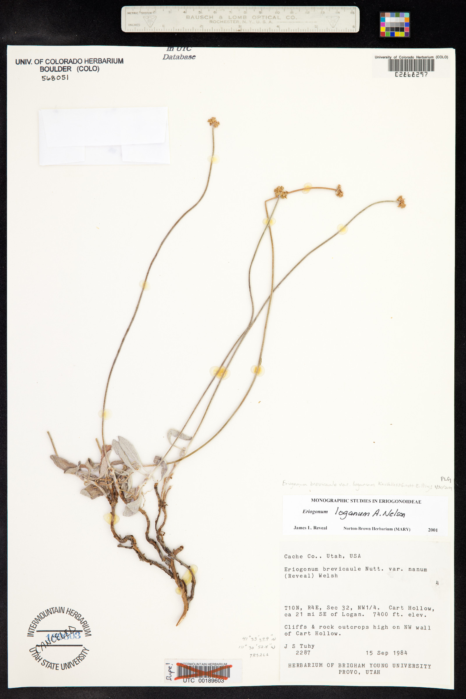 Eriogonum loganum image