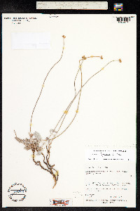 Eriogonum brevicaule image