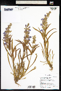 Penstemon scariosus image