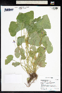 Viola sororia var. affinis image