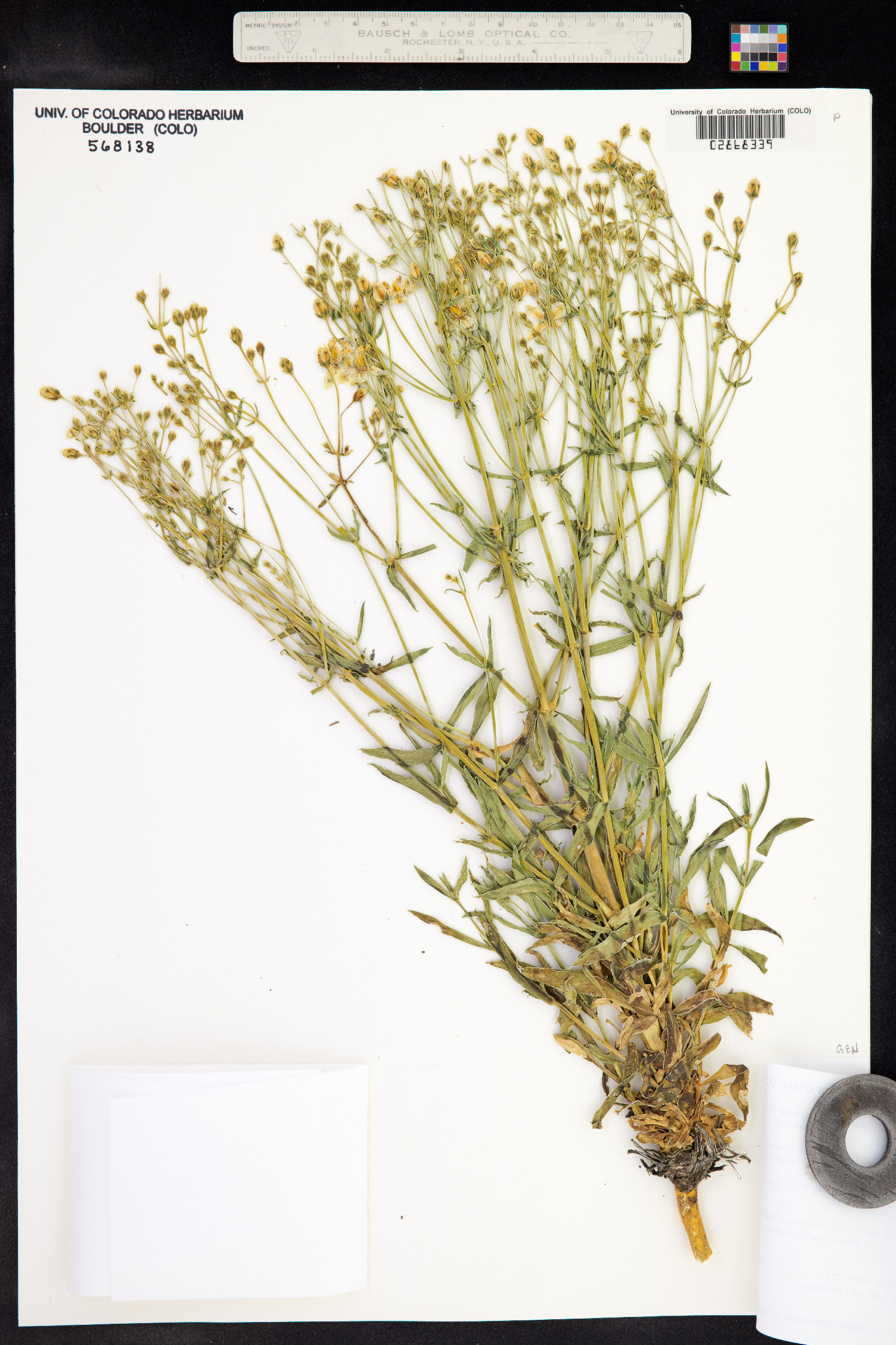 Frasera albomarginata image