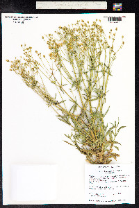 Frasera albomarginata image