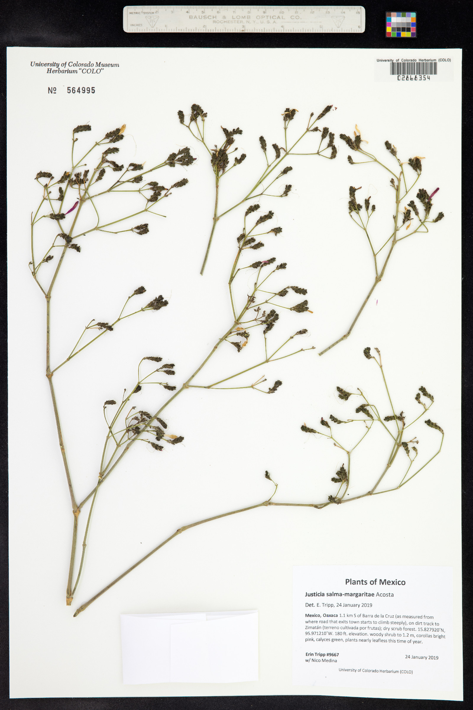 Justicia salma-margaritae image