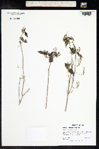 Image of Justicia carthagenensis