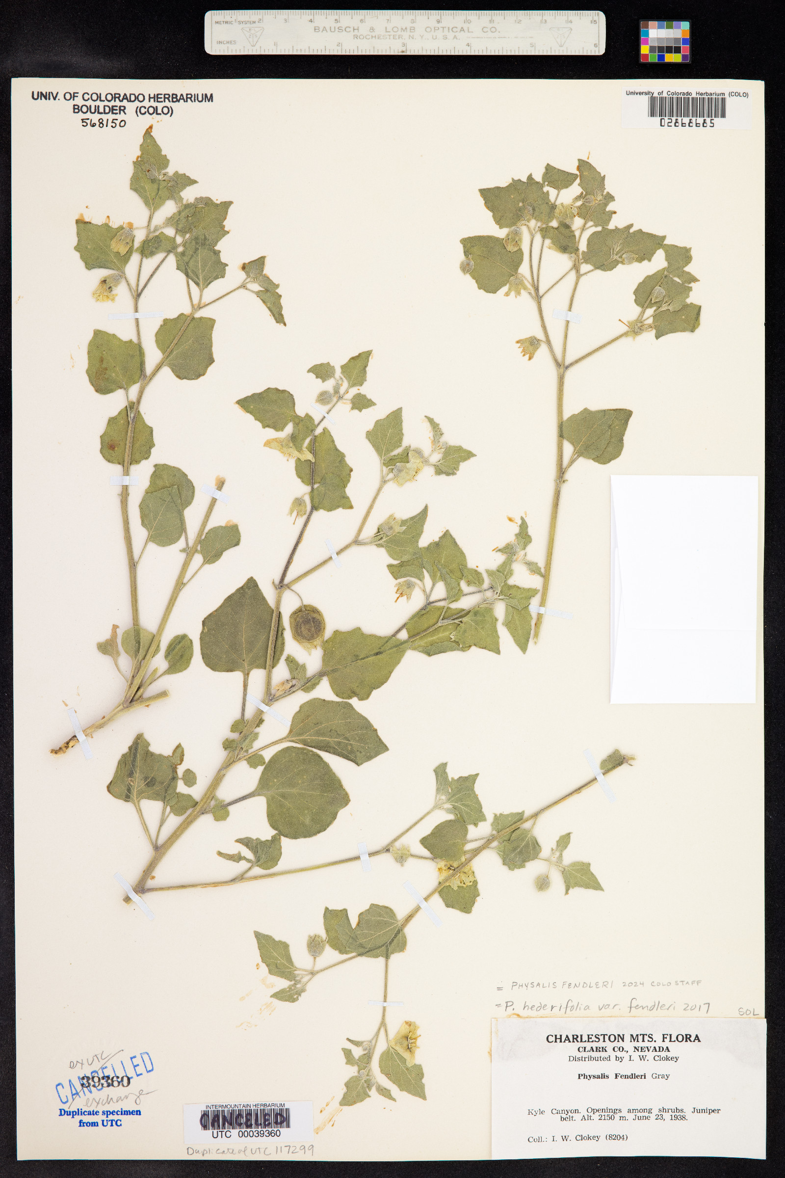 Physalis hederifolia var. fendleri image