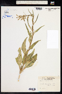 Nicotiana attenuata image