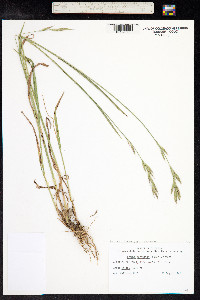 Bromus carinatus image