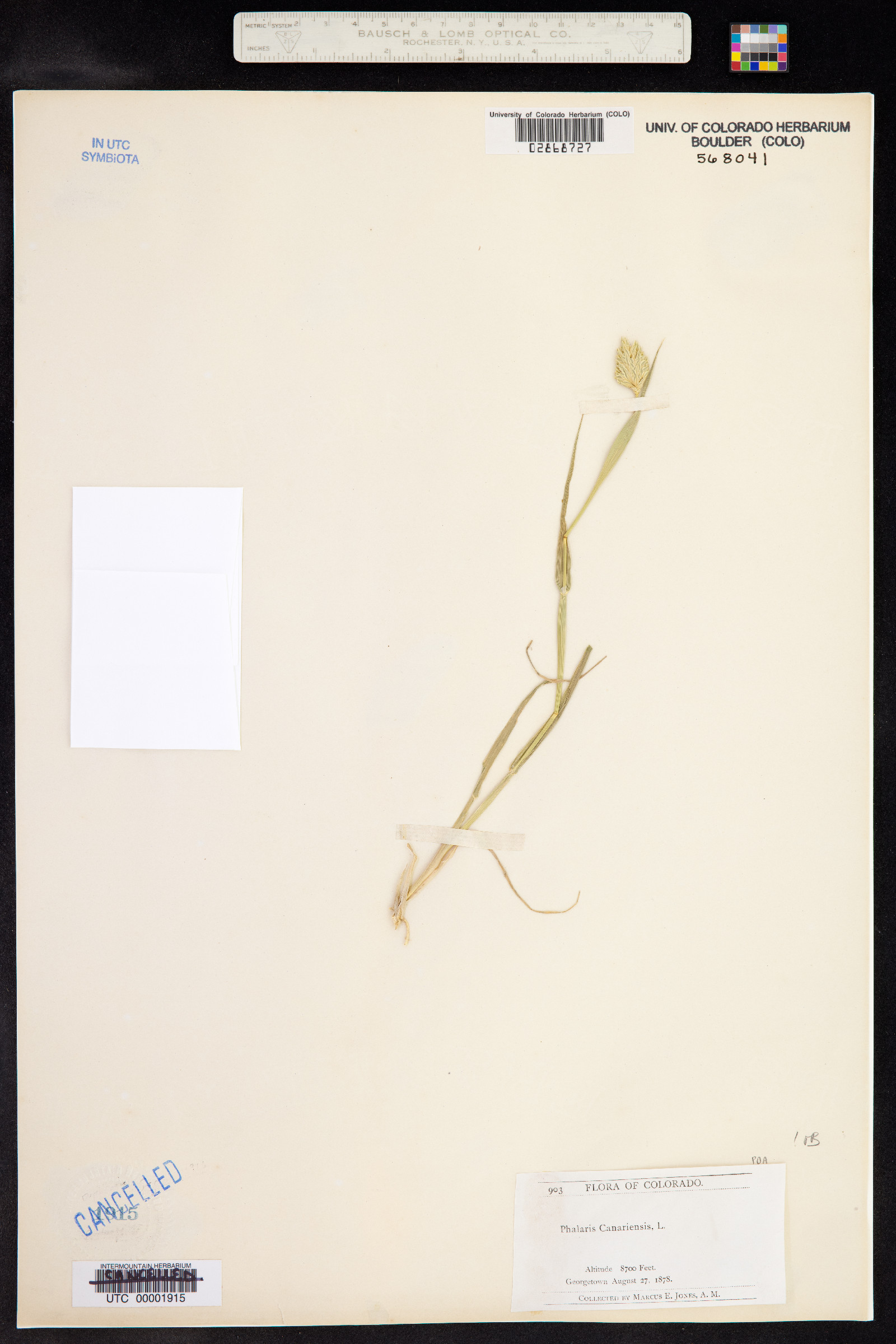 Phalaris canariensis image