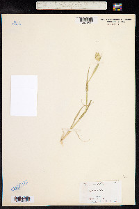 Phalaris canariensis image