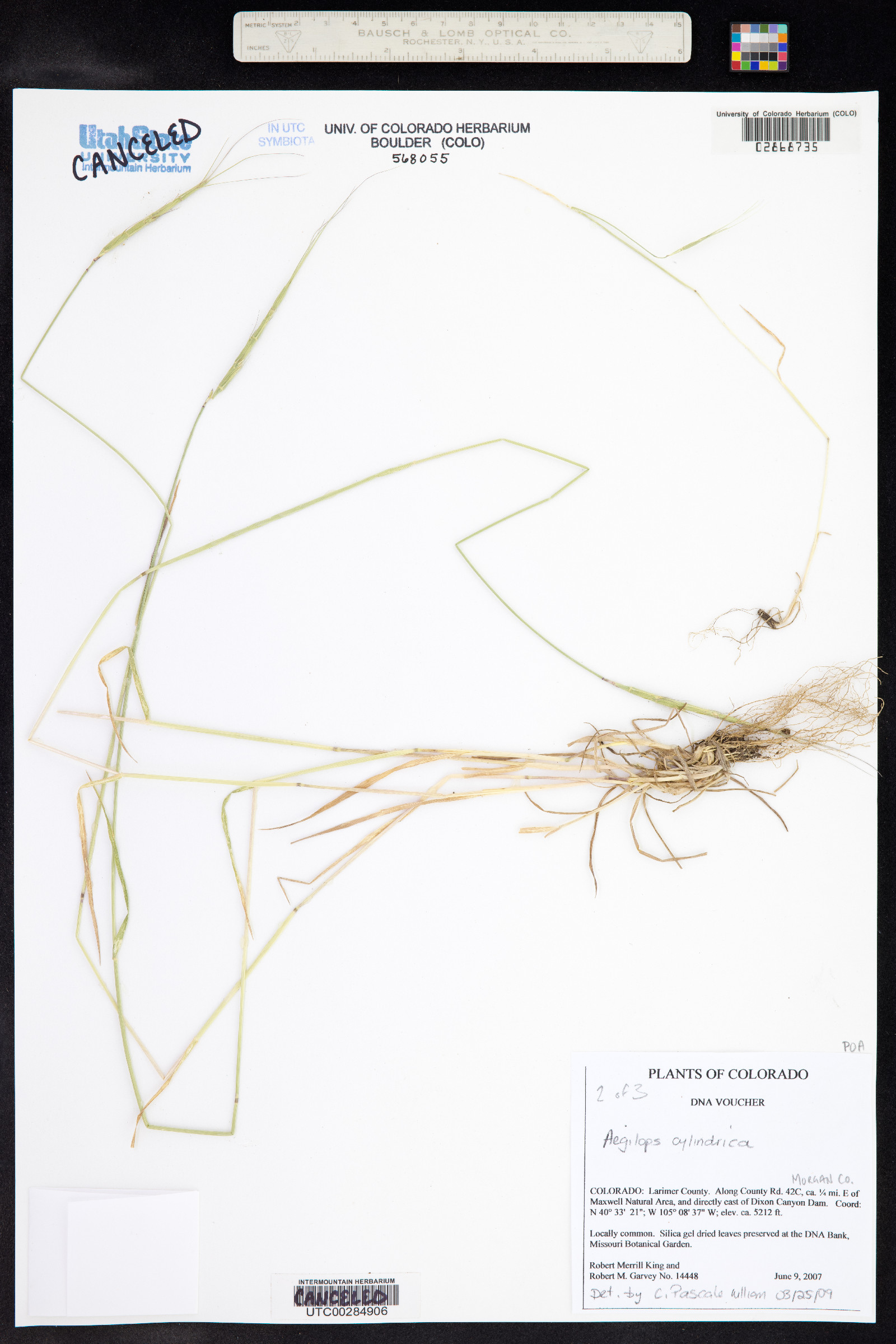 Aegilops image