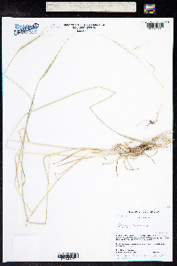 Aegilops cylindrica image