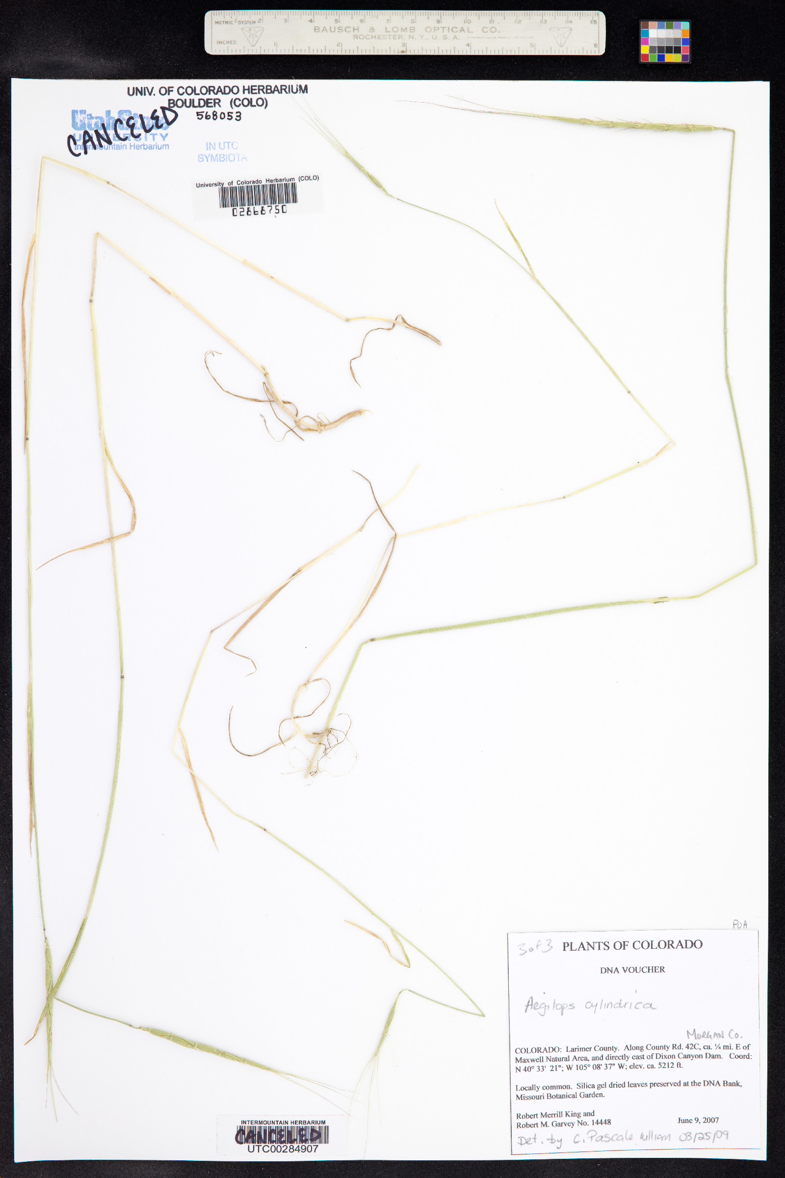 Aegilops cylindrica image