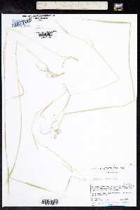 Aegilops cylindrica image