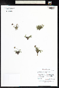 Oreoxis alpina image