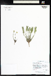 Draba streptobrachia image