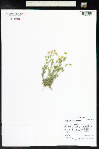 Draba streptobrachia image
