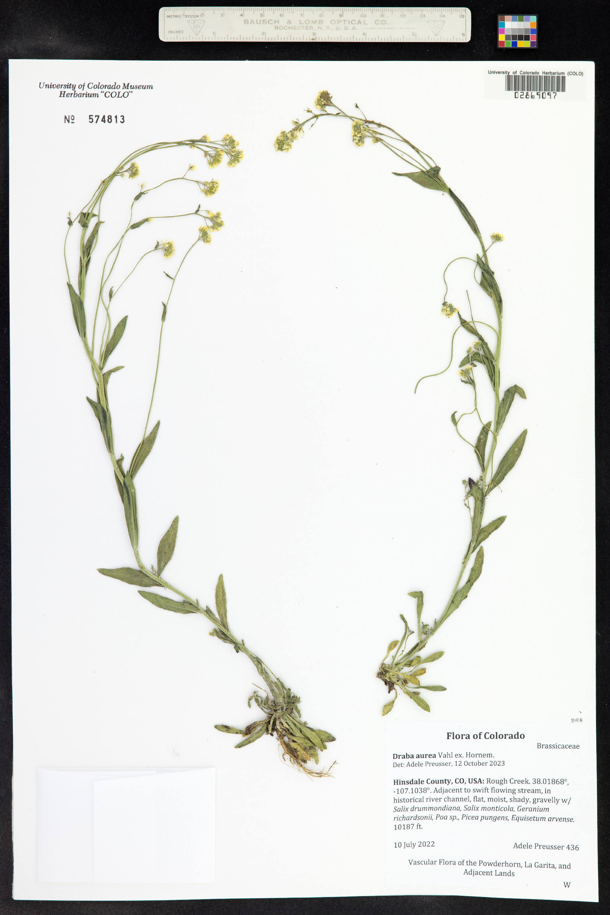 Draba aurea image