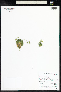 Draba streptobrachia image