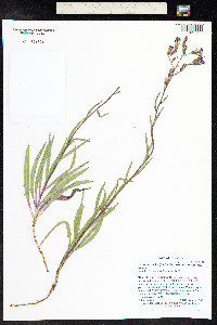 Lactuca tatarica image