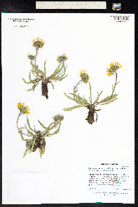 Pyrrocoma uniflora image