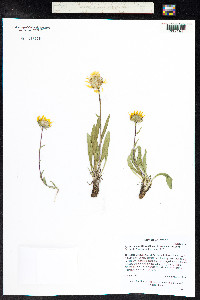 Pyrrocoma uniflora image