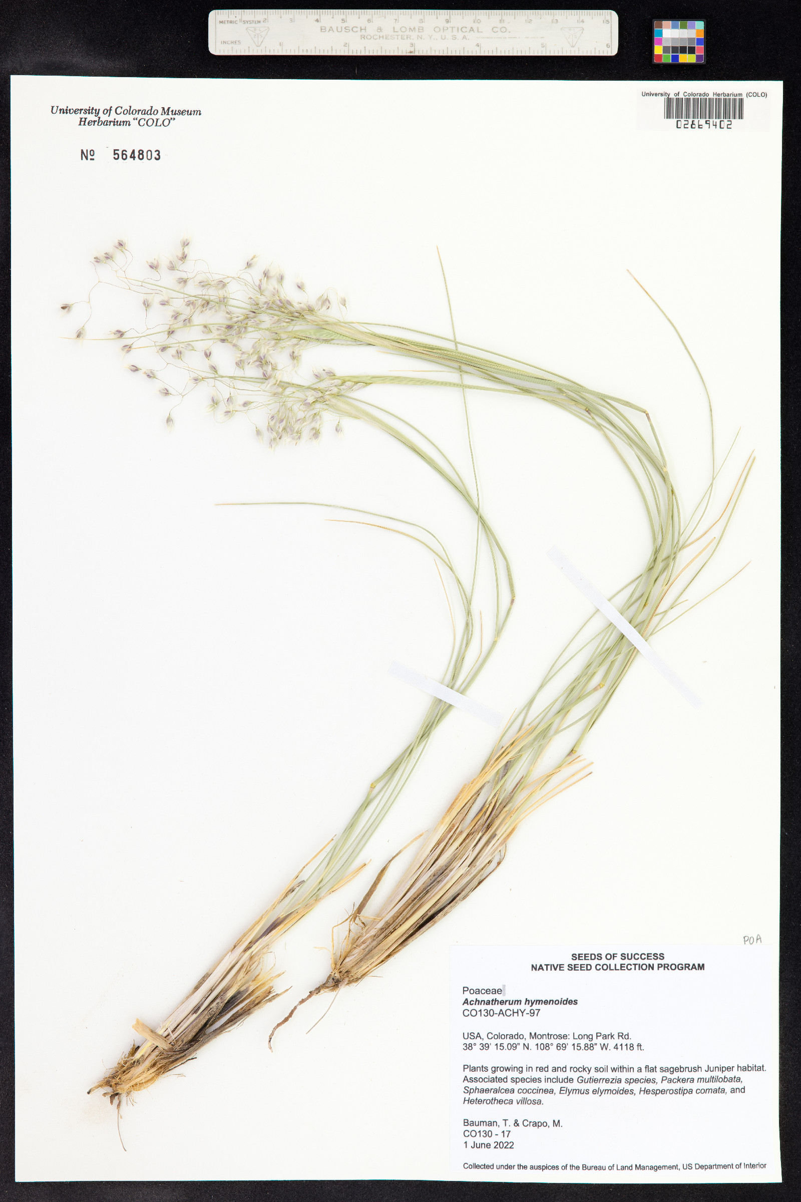 Achnatherum hymenoides image