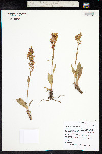 Rumex paucifolius image