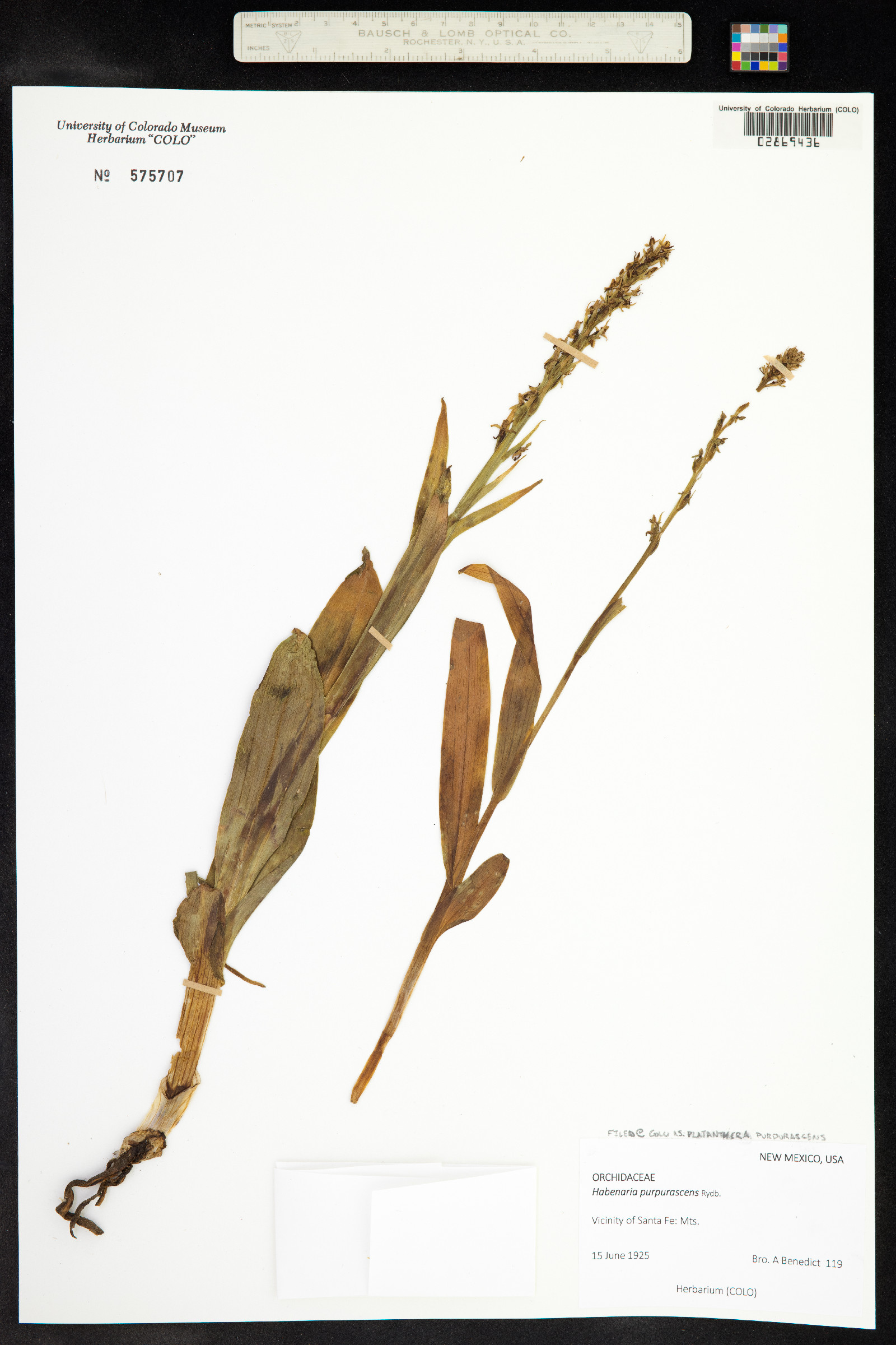 Platanthera purpurascens image