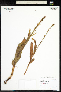 Platanthera purpurascens image